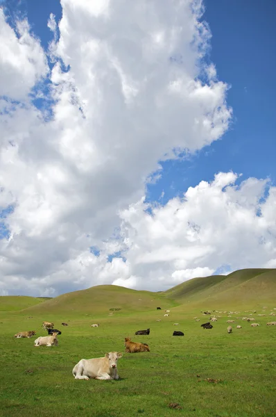 Vache couchée sur une herbe en montagne — Photo