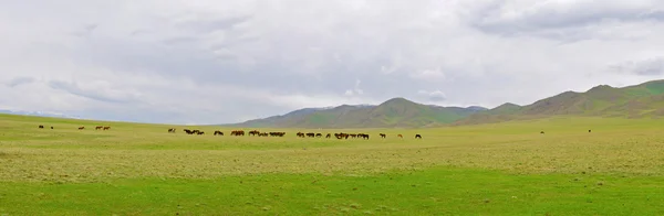 Cavalo cazaque — Fotografia de Stock