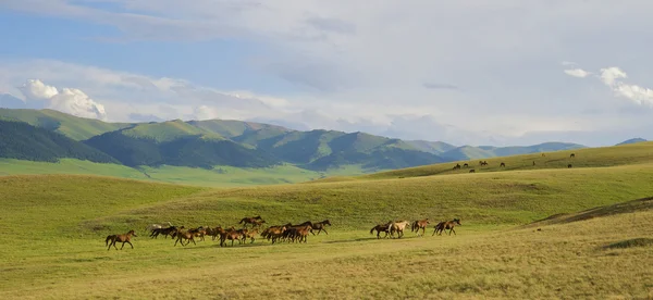 Kazachski konia — Zdjęcie stockowe