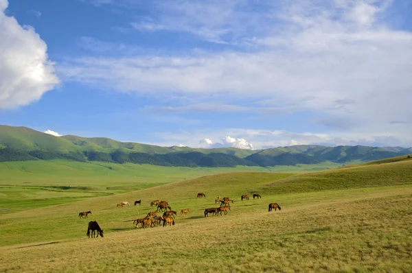 Kazakh paard — Stockfoto