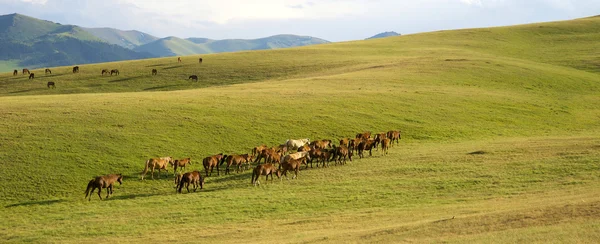 Казахская лошадь — стоковое фото