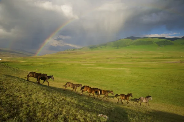 カザフ語馬 — ストック写真
