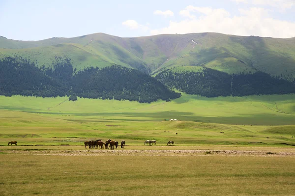 Kasachisches Pferd — Stockfoto
