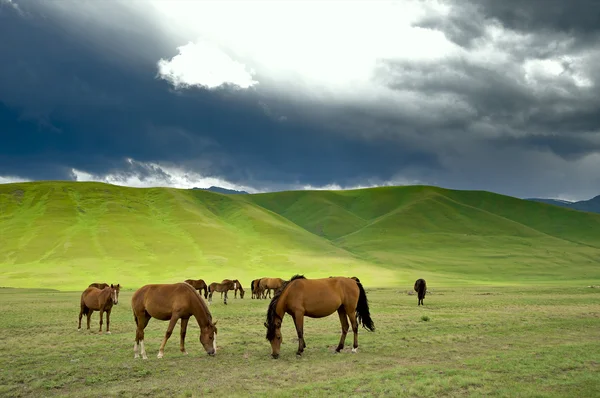カザフ語馬 — ストック写真