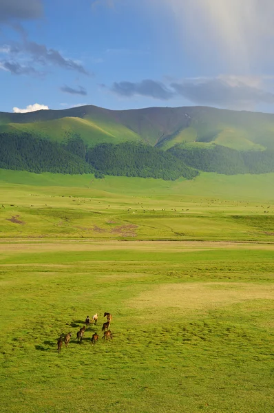 Kazakiska häst — Stockfoto