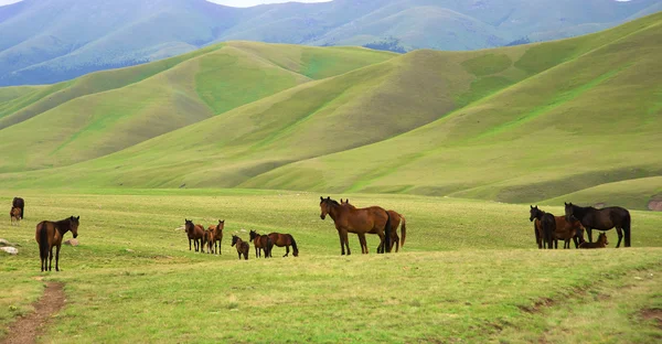 Καζακστάν άλογο — Φωτογραφία Αρχείου