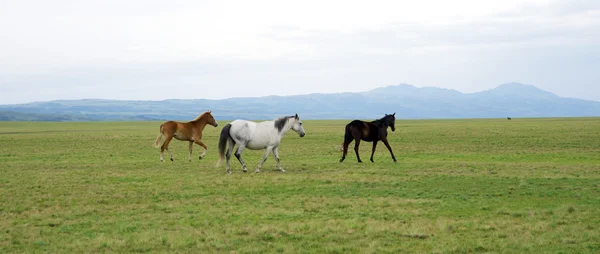 Kazah ló — Stock Fotó
