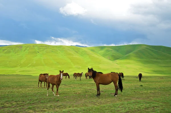 Kazah ló — Stock Fotó