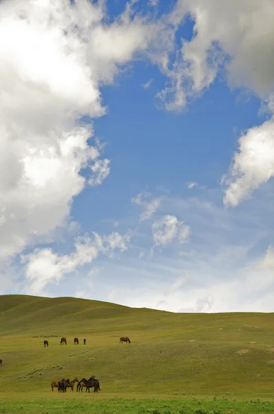 Казахська кінь — стокове фото