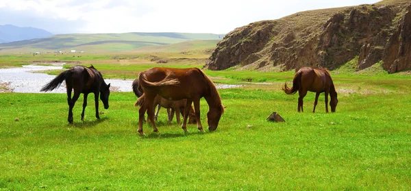 Kasachisches Pferd — Stockfoto