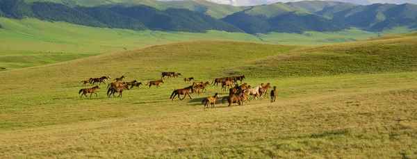 Казахская лошадь — стоковое фото