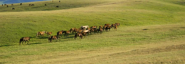 Kazakh horse — Stock Photo, Image