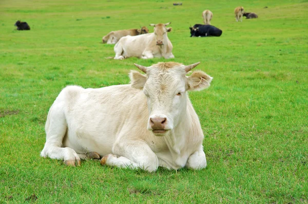 stock image Cow