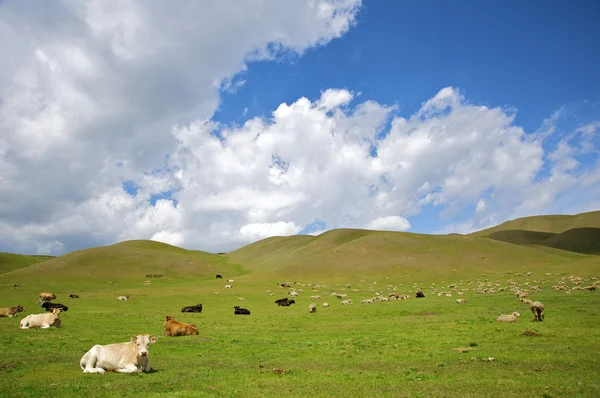Лежащая корова на траве в горах — стоковое фото