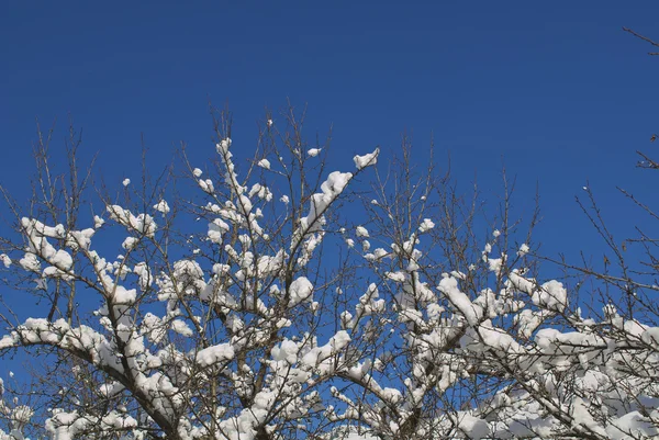 Excelentes formas de naturaleza invernal — Foto de Stock
