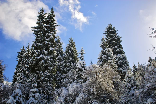 Excelentes formas de natureza de inverno — Fotografia de Stock