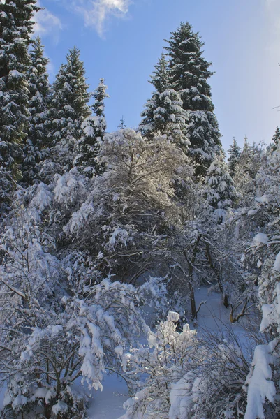 stock image Excellent forms of winter nature