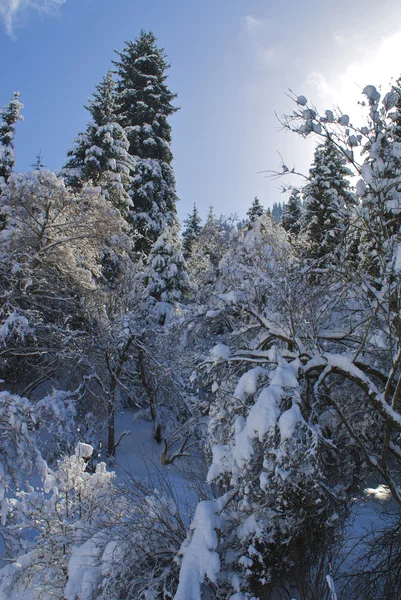 stock image Excellent forms of winter nature