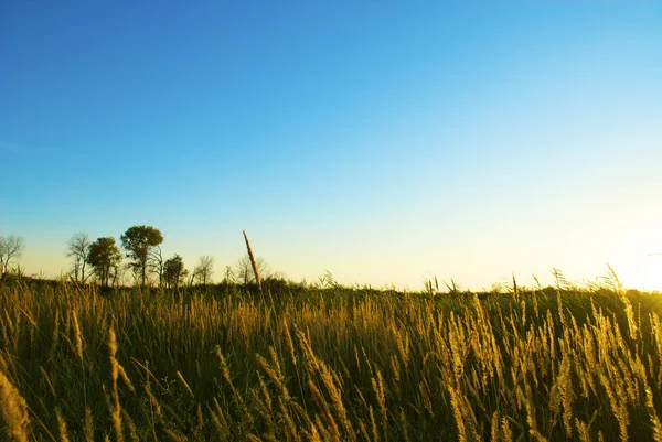 stock image Green reed