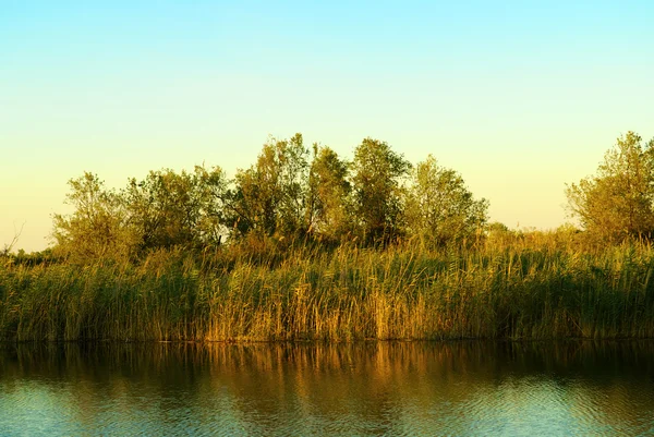 stock image Green reed