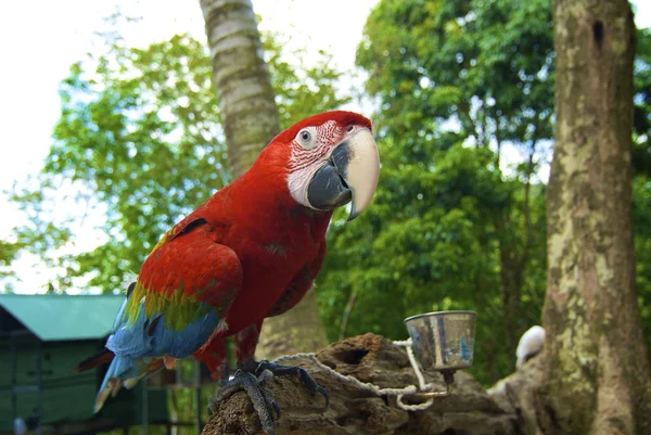 Μεγάλο κόκκινο παπαγάλο — Φωτογραφία Αρχείου