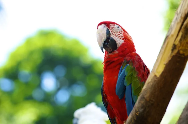 Stock image Parrot