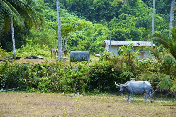 stock image Buffalo