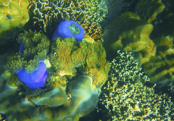 A víz alatti világ — Stock Fotó