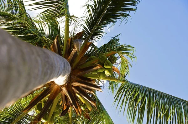 Кокосовая пальма Стоковое Изображение