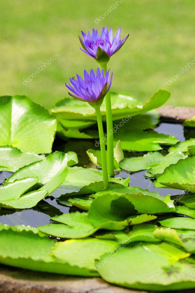 Beautiful flowers in jungle Thailand Stock Photo by ©Postnikov 2848351