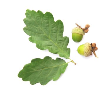 Acorns clipart