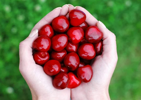 Cherries and hand — Stock Photo, Image