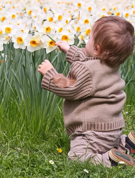 Boy and narcissus — Stock Photo, Image