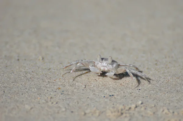 stock image Crab