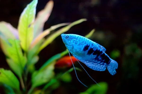Γαλάζια ψάρια — Φωτογραφία Αρχείου