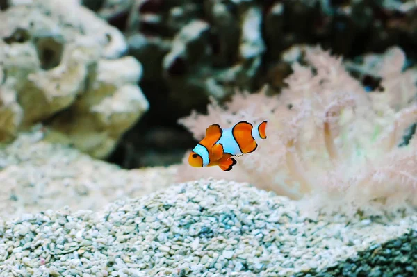 Nemo... — Fotografia de Stock