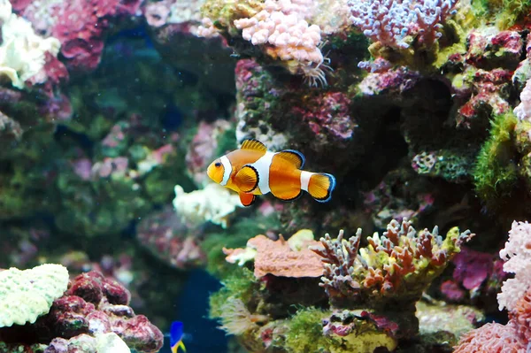 Nemo — Stockfoto