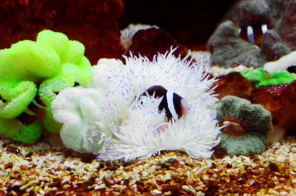 Ocellaris clobefish — стоковое фото