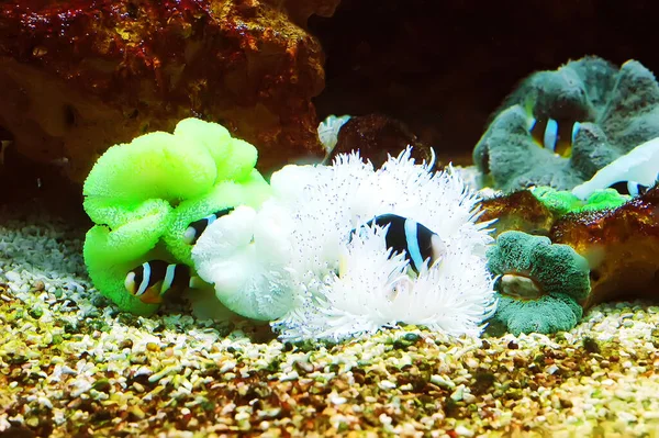Anemonenfisch — Stockfoto