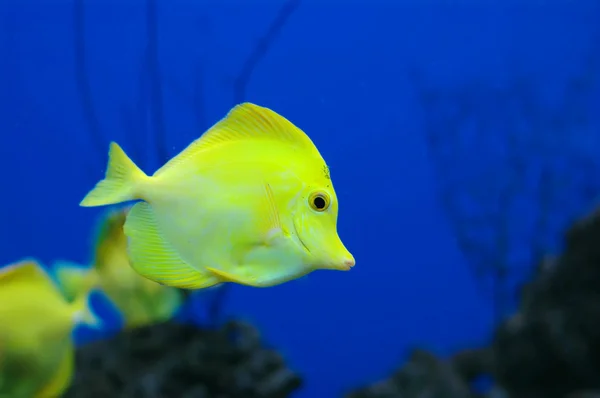Fish — Stock Photo, Image