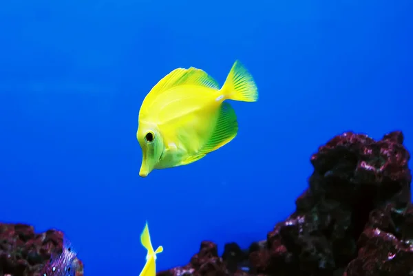 물고기 — 스톡 사진