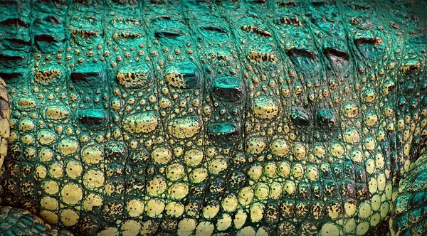 Крокодиловая кожа — стоковое фото