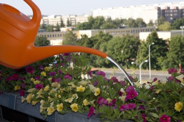 Watering flowers on a balcony clipart