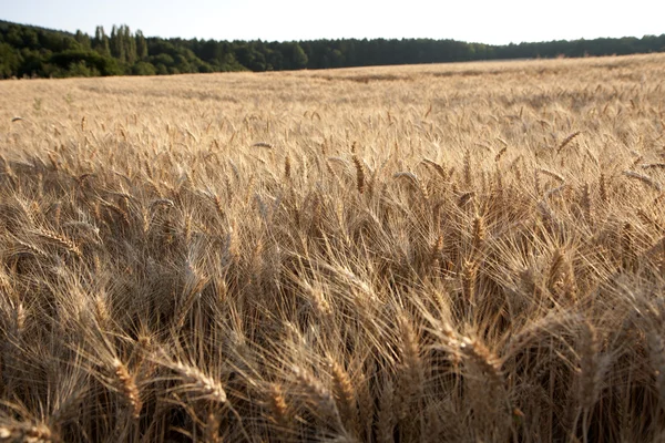 Pšenice ve večerních hodinách — Stock fotografie