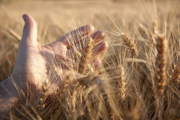 Wheat in the evening — Stock Photo, Image