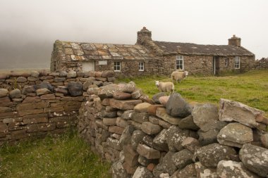 Sheeps and hut on an Orkney island clipart