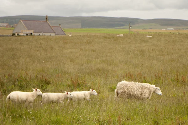 Juh és bárány exportjával — Stock Fotó