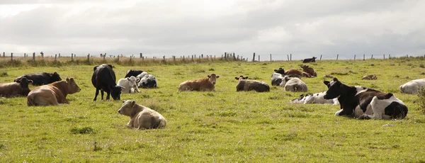 Корови на дачі — стокове фото