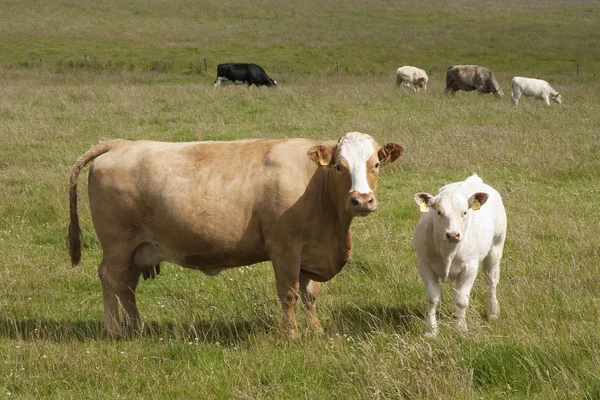 Коровы в стране — стоковое фото
