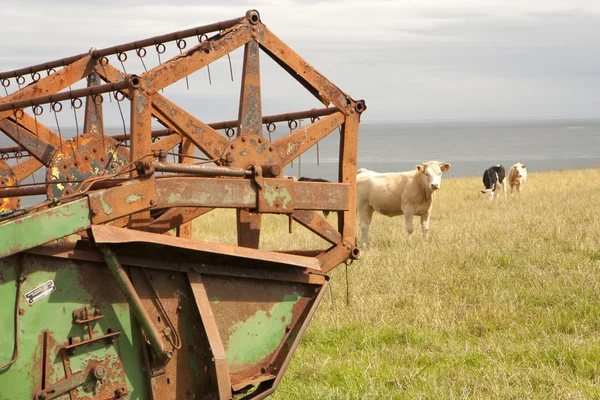 Коровы в стране — стоковое фото